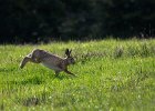 On the Run.jpg : fields, hare